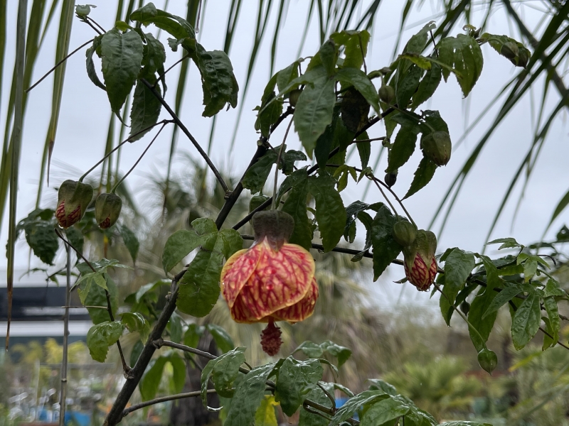 Abutilon 'Red Tiger'