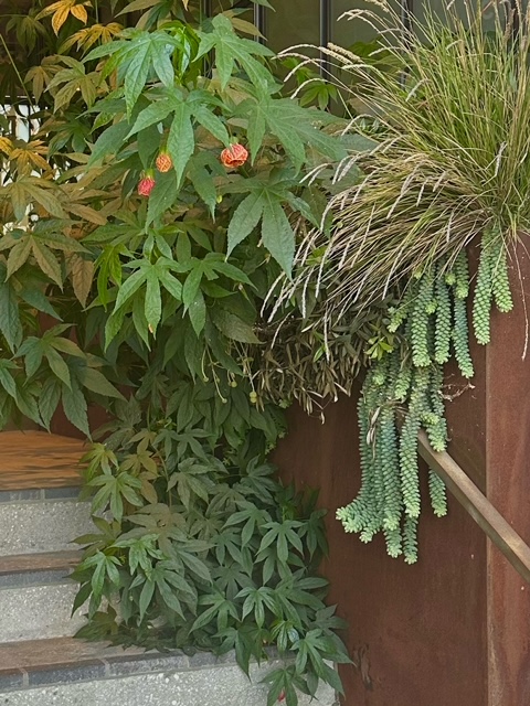 Abutilon 'Red Tiger'