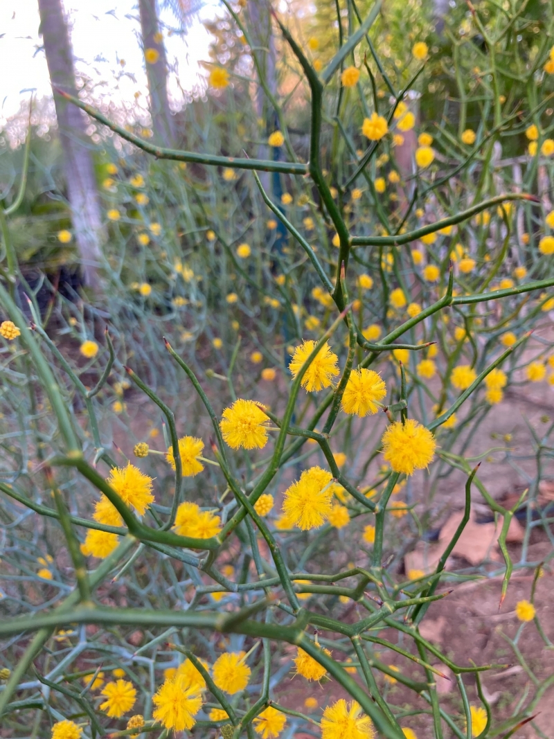 Acacia aphylla