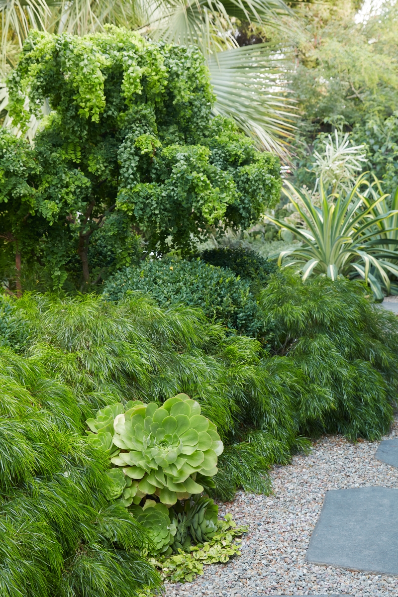 Acacia cognata 'Cousin Itt'