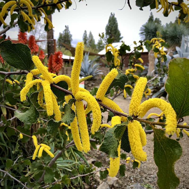 Acacia denticulosa