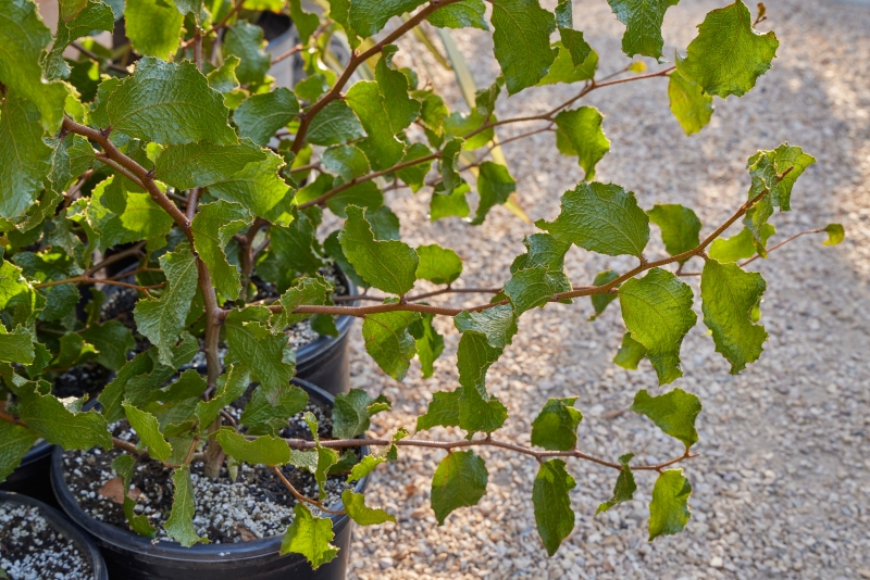 Acacia denticulosa