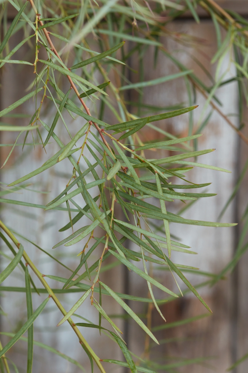 Acacia iteaphylla