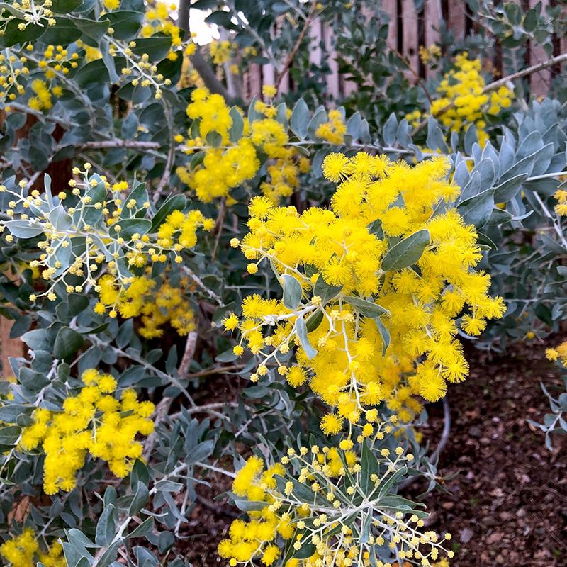 Acacia podalyriifolia