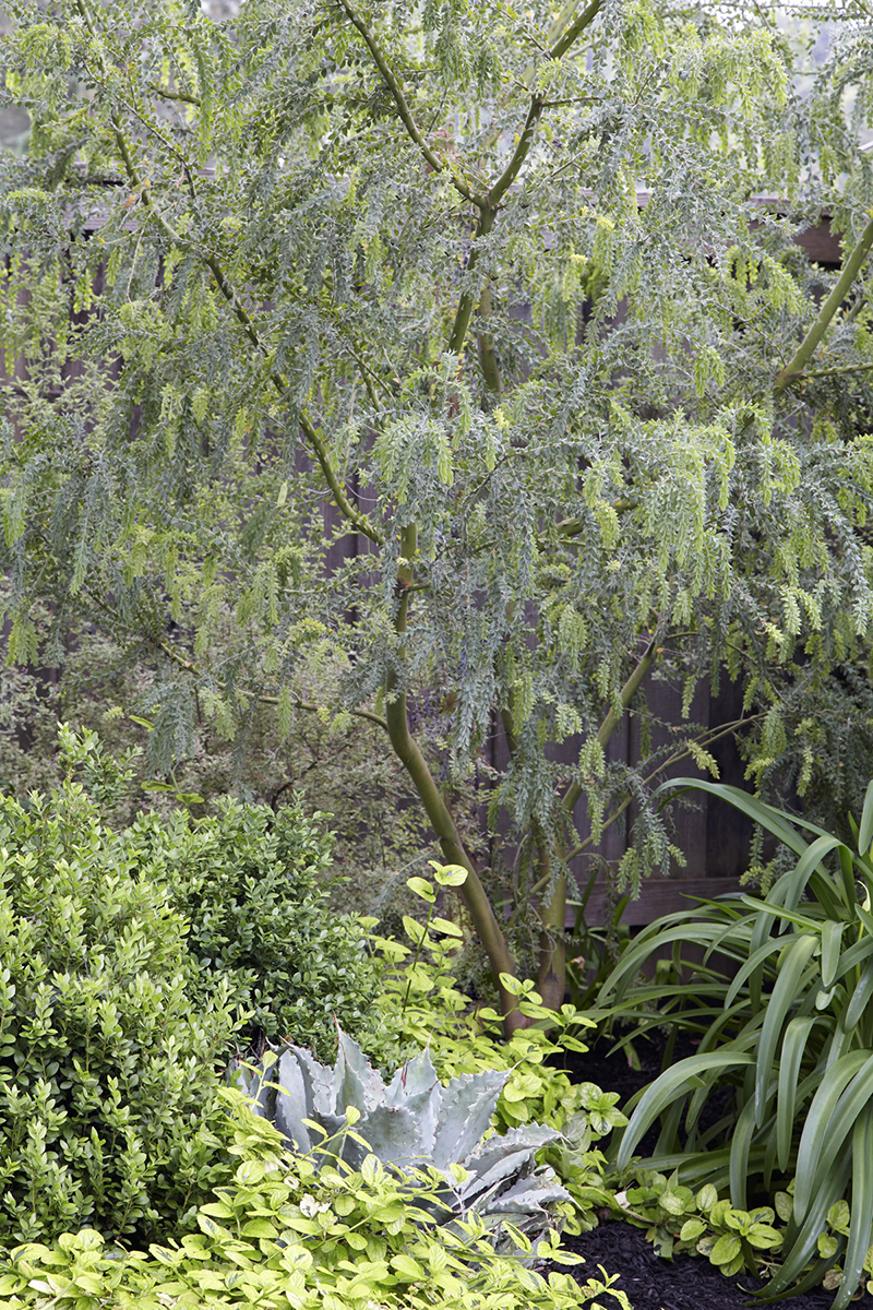 Acacia vestita