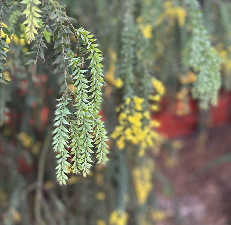 Acacia vestita