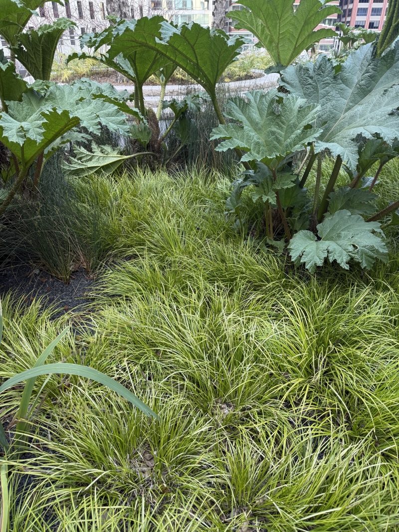 Acorus gramineus 'Ogon'