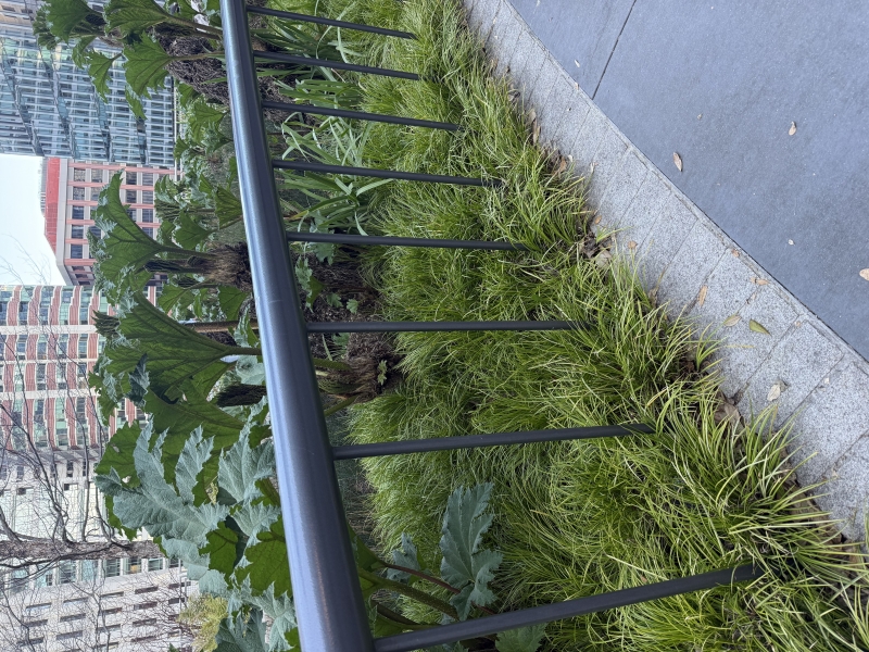 Acorus gramineus 'Ogon'