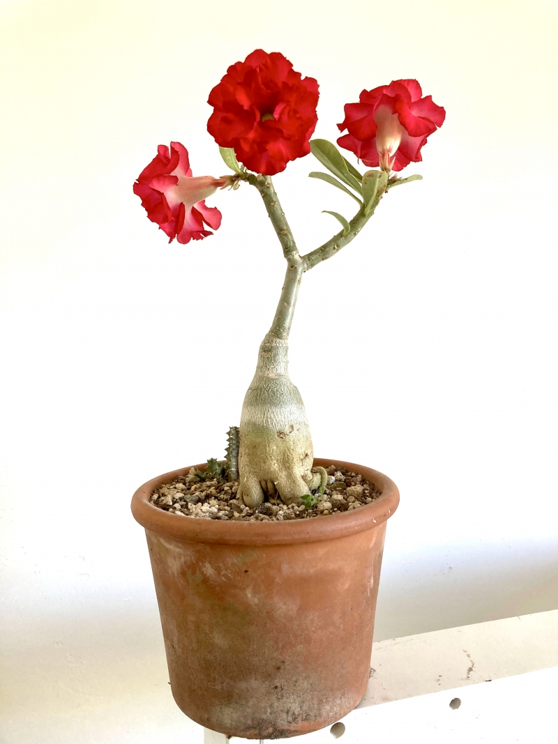 Adenium obesum 'Deep Red'