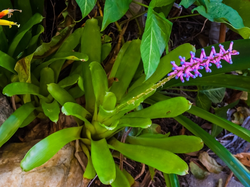 Aechmea gamosepala