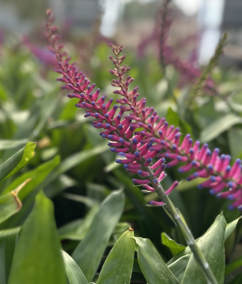 Aechmea gamosepala