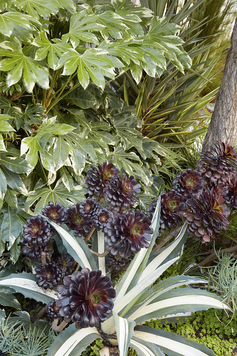 Aeonium arboreum 'Atropurpureum'