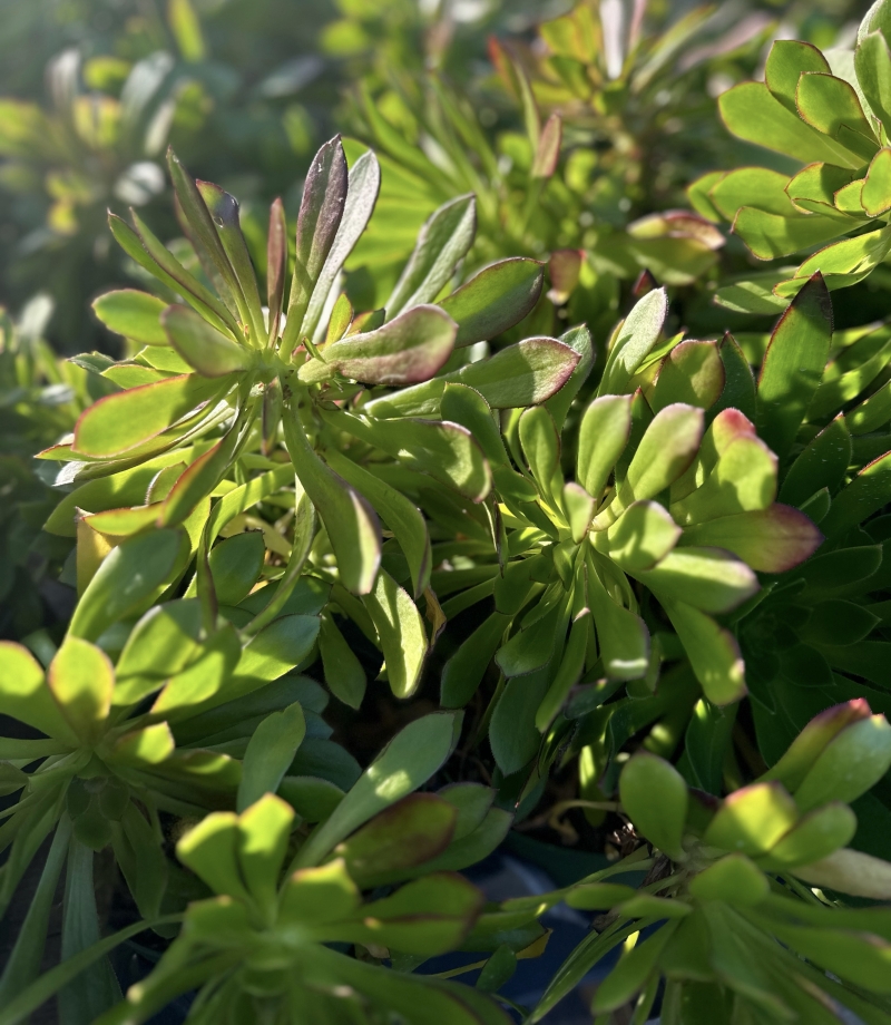 Aeonium arboreum 'Atropurpureum'