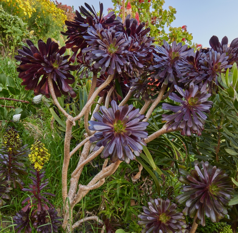 Aeonium arboreum 'Atropurpureum Black'