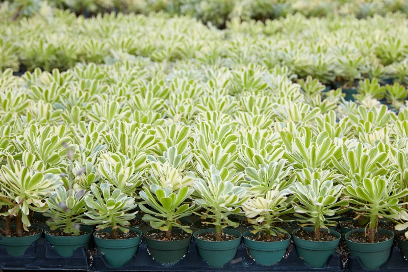 Aeonium arboreum 'Luteovariegatum'