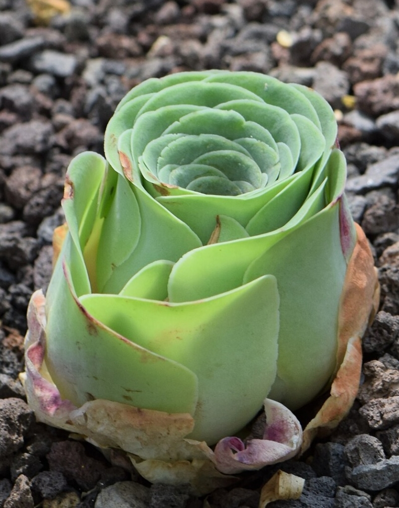 Aeonium aureum