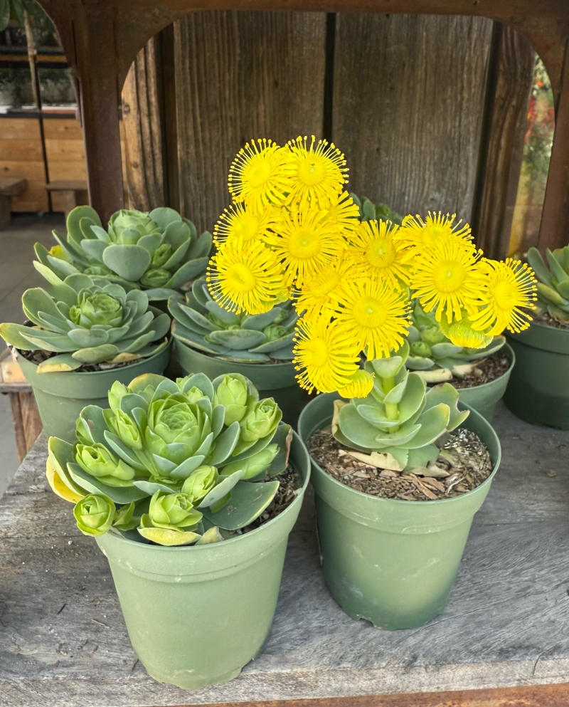 Aeonium aureum