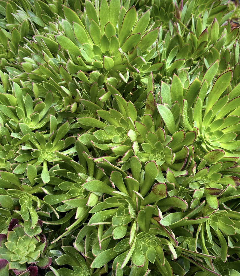 Aeonium 'Cabernet'