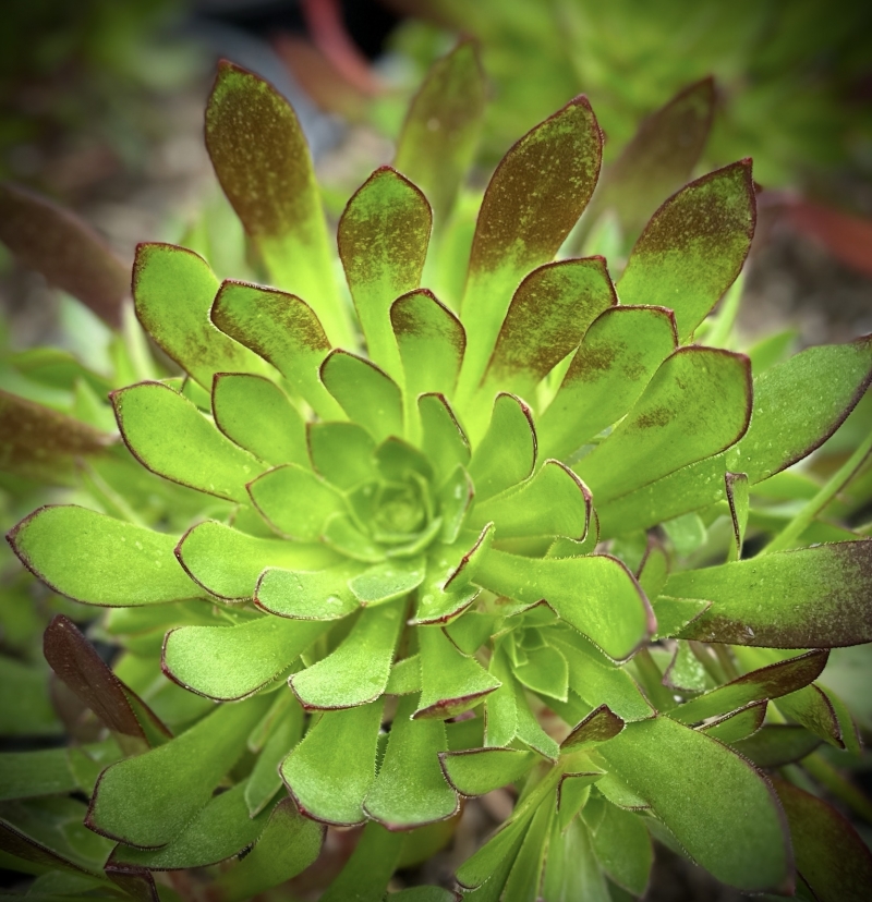 Aeonium 'Cabernet'