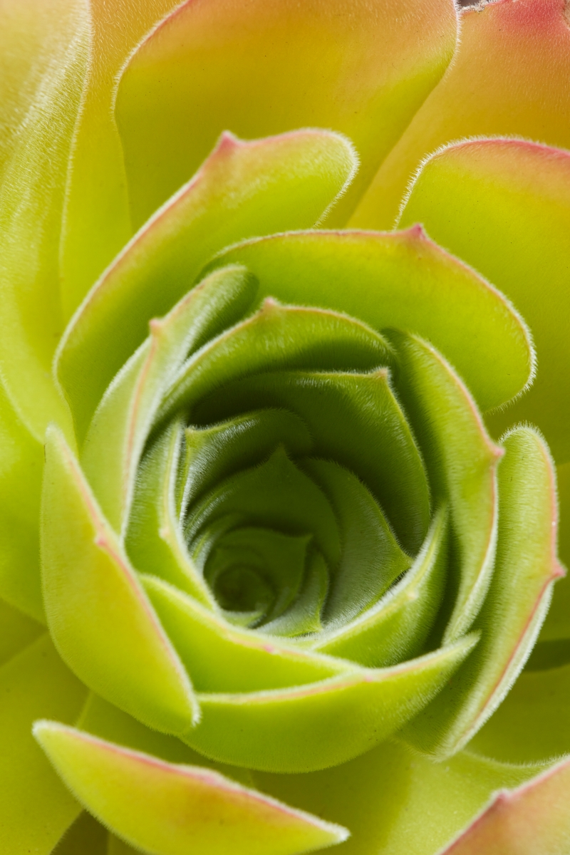 Aeonium canariense