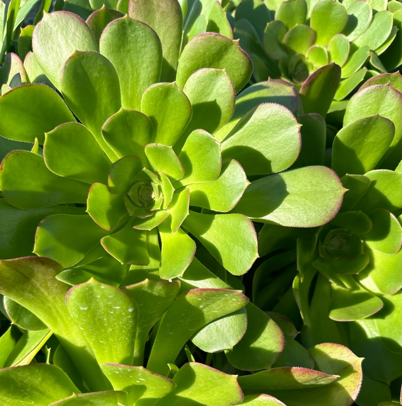 Aeonium 'Chocolate Drop'