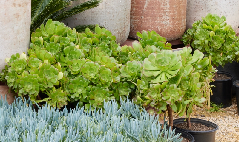 Aeonium 'Chocolate Drop'