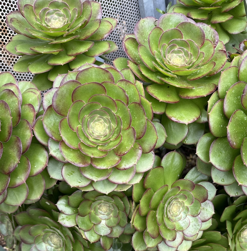 Aeonium 'Chocolate Drop'