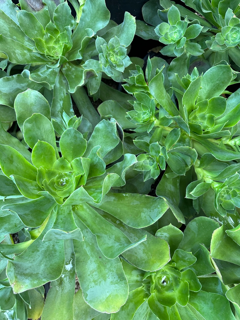 Aeonium cuneatum