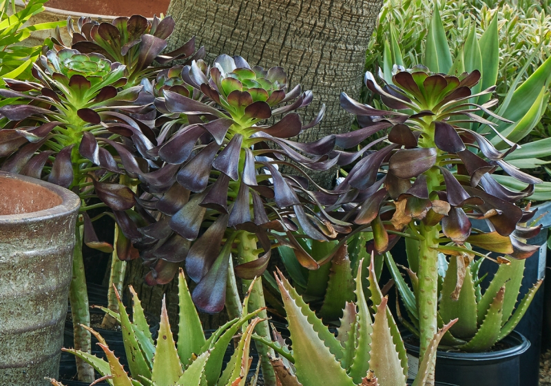 Aeonium 'Cyclops'