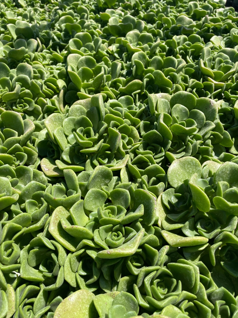 Aeonium 'Lily Pad'