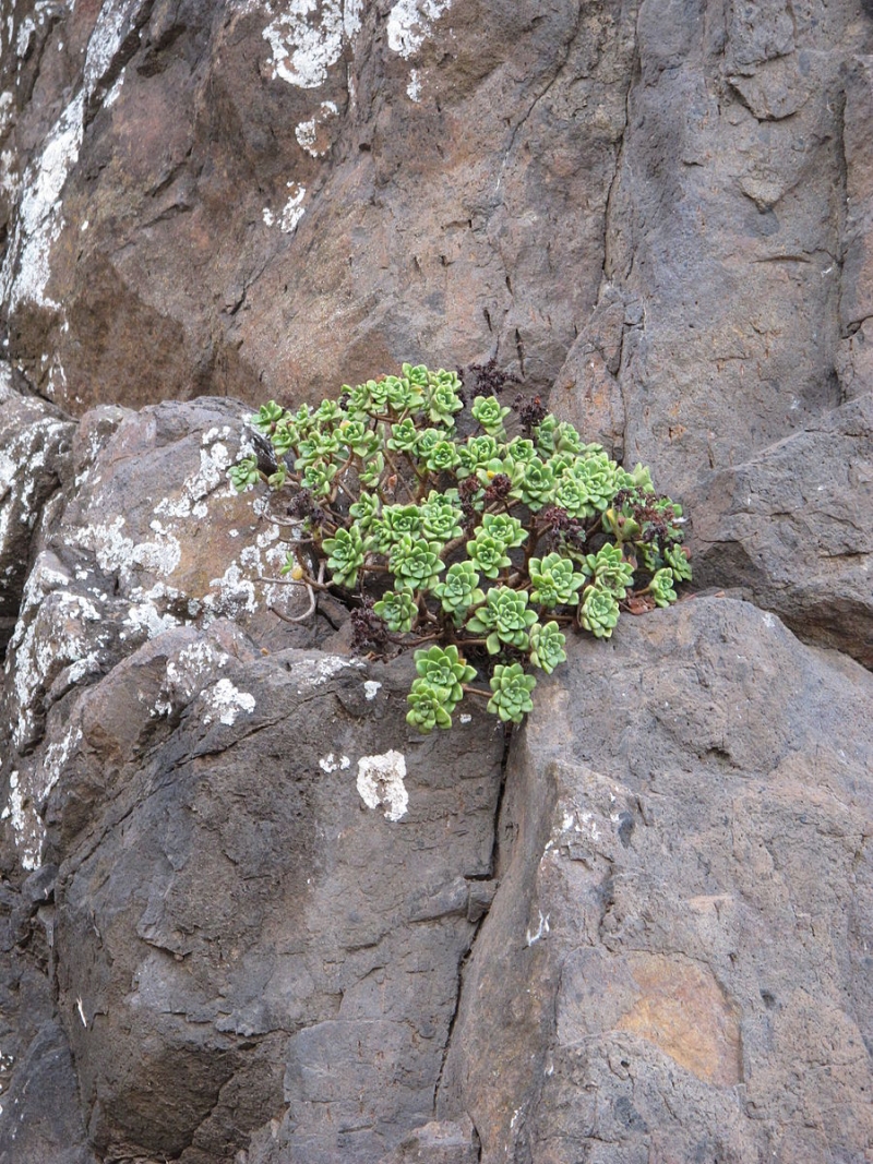 Aeonium lindleyi