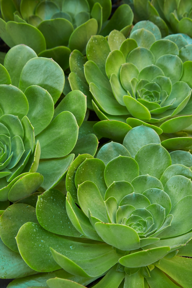 Aeonium 'Mint Saucer'