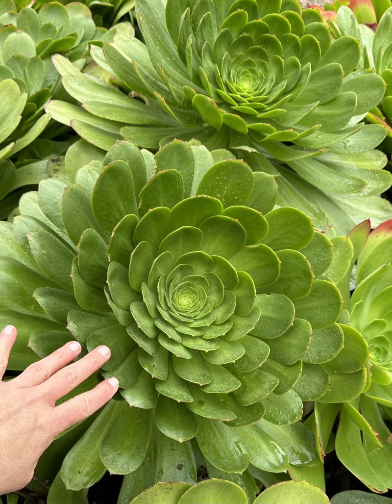 Aeonium 'Mint Saucer'