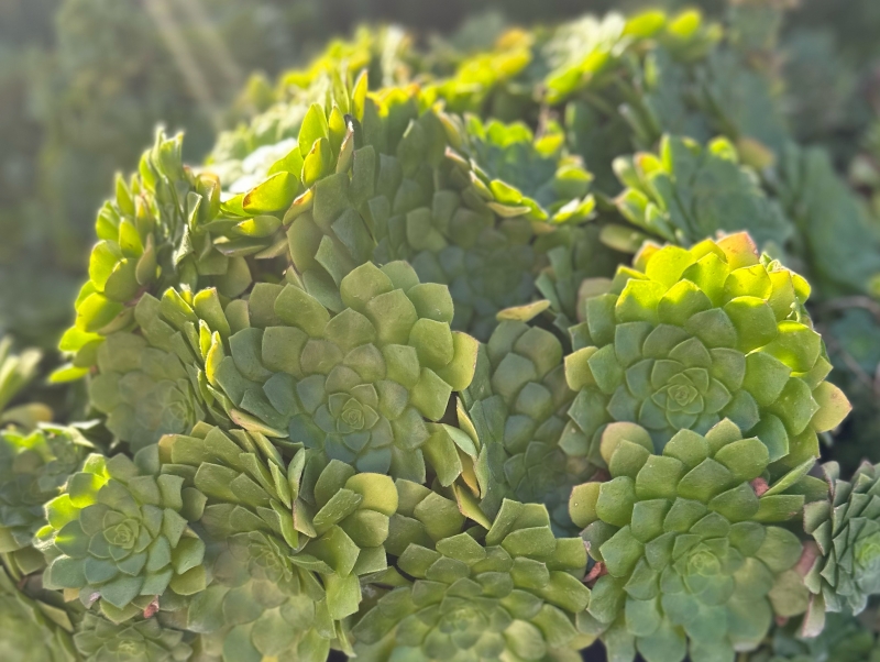 Aeonium 'Pseudotabuliforme'