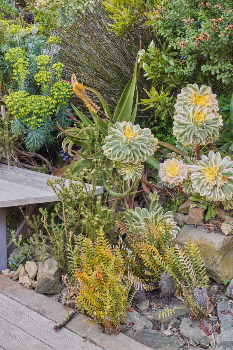 Aeonium 'Sunburst'