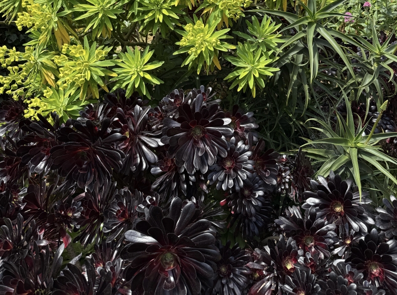 Aeonium tabuliforme x 'Zwartkop'