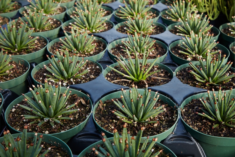 Agave albopilosa 'Tufts'