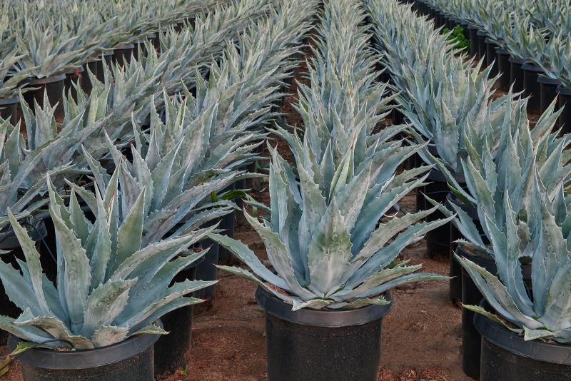 Agave americana