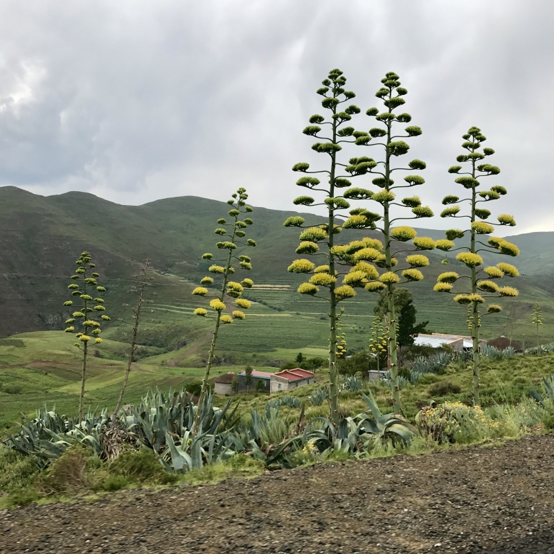 Agave americana