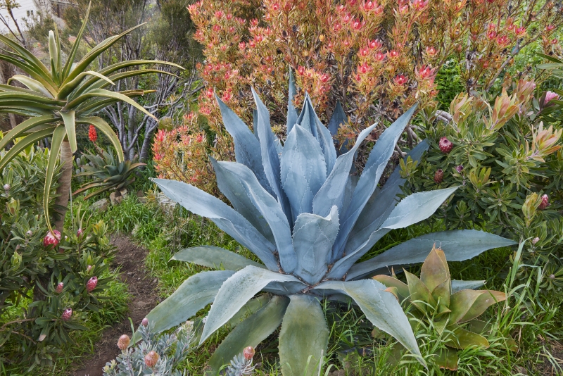 Agave americana