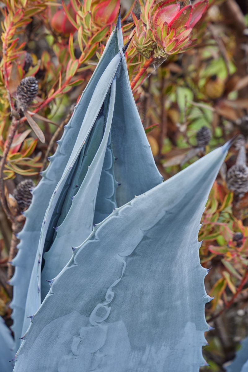 Agave americana