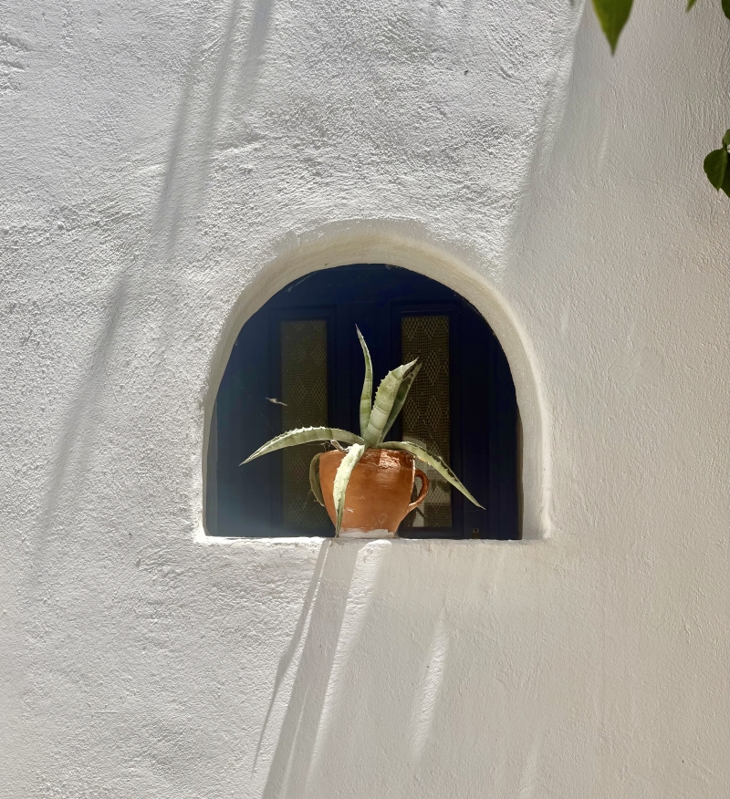Agave americana