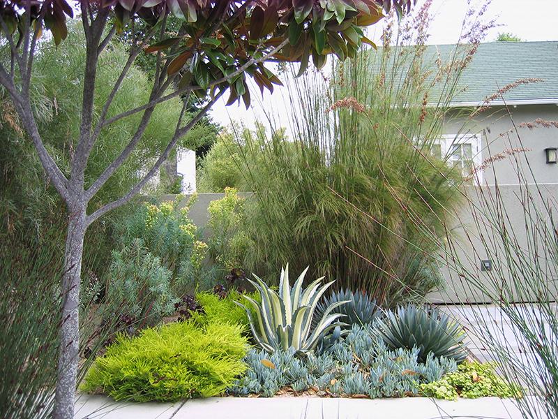 Agave americana 'Mediopicta Alba'