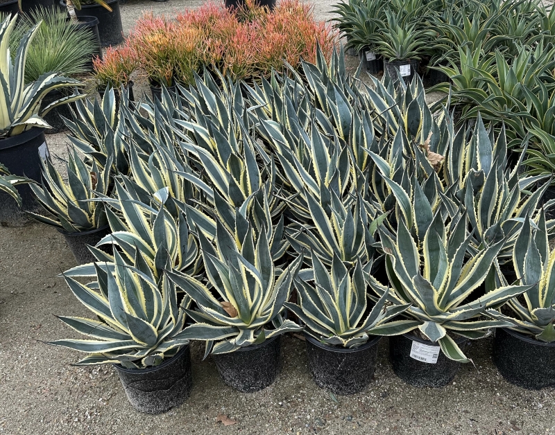 Agave americana 'Variegata'