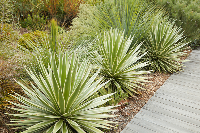 Agave angustifolia 'Marginata'