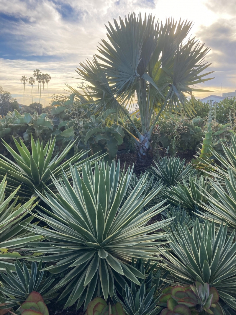 Agave angustifolia 'Marginata'