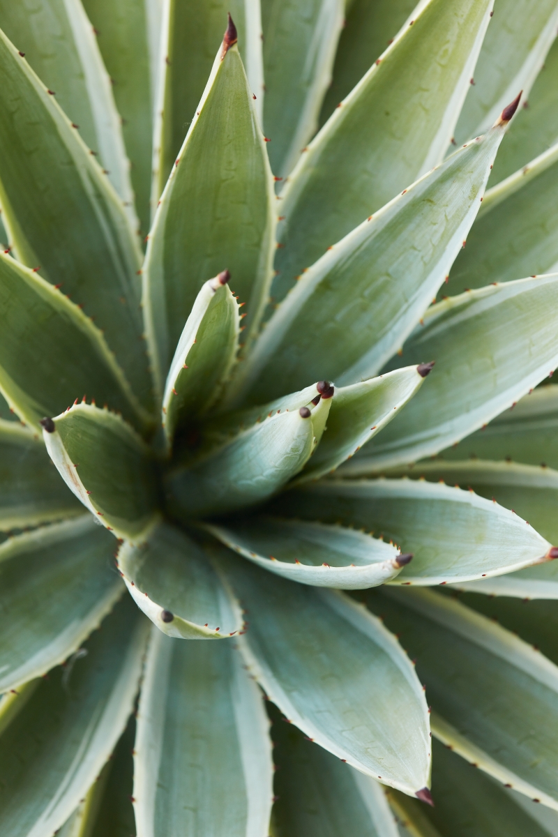 Agave angustifolia 'Marginata'