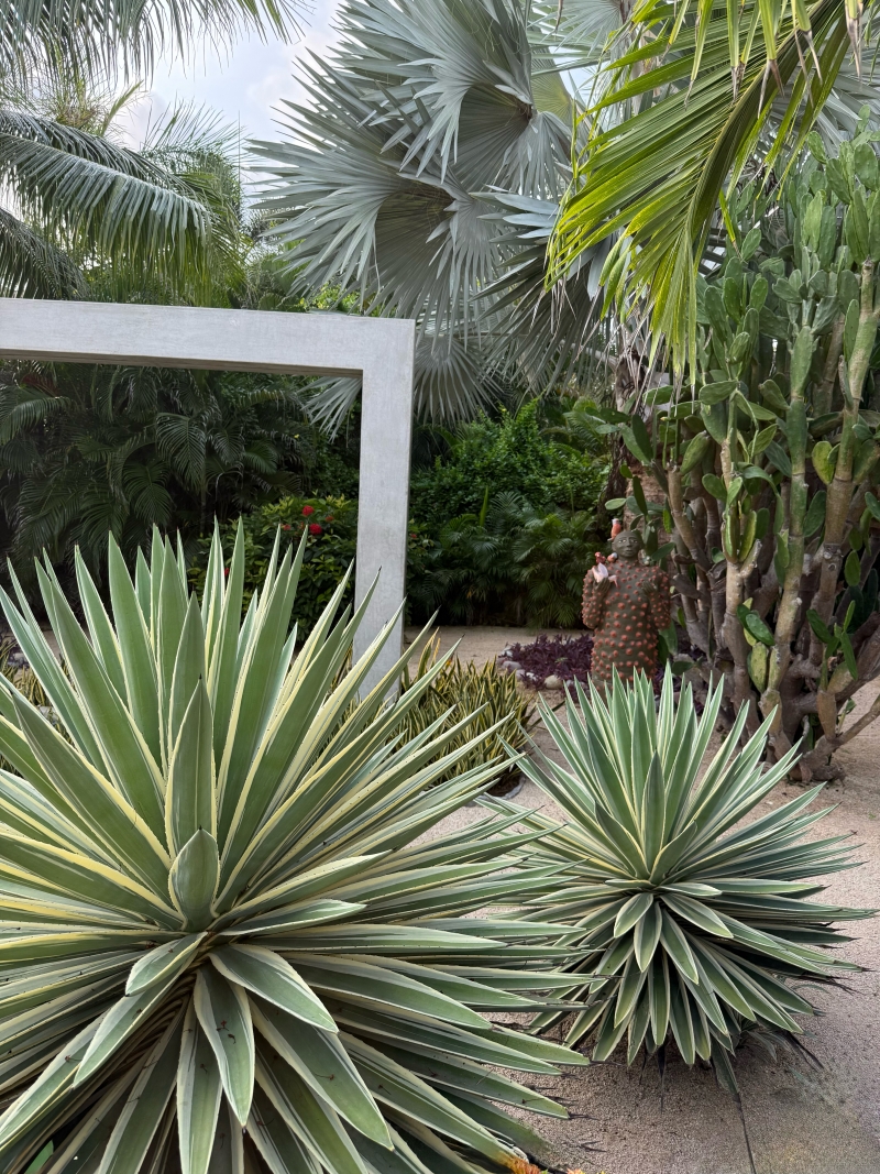 Agave angustifolia 'Marginata'