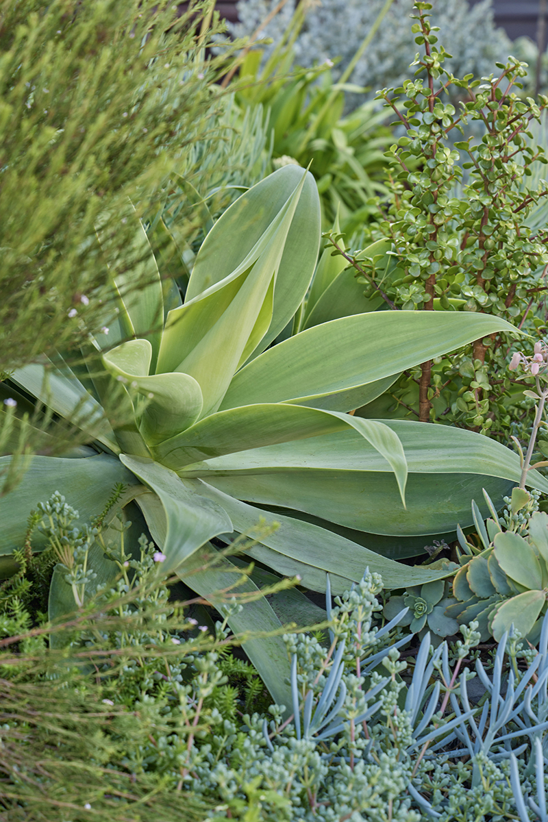 Agave attenuata