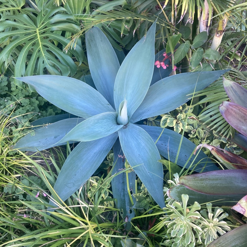 Agave attenuata 'Boutin Blue'